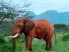 0605-kenia-tsavo-west-elefant-dscf4064