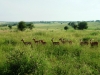 0605-kenia-tsavo-west-impallas-dscf4110