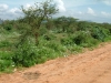 0605-kenia-tsavo-west-wicken-dscf4152