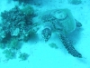 0610_hurghada-shaab_helua-schildkroete-dscf4950