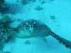 0610_hurghada-shaab_helua-schildkroete-dscf4951