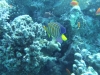 0610_hurghada-shaab_tiffany-pfauenkaiserfisch-dscf4672