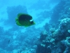 0610_hurghada-tabak-falterfisch-dscf4631