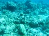 20090602-malediven-leos_reef-dscf8659