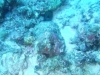 20090602-malediven-leos_reef-dscf8695